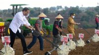 Momen Jokowi Tanam Jagung dengan Petani