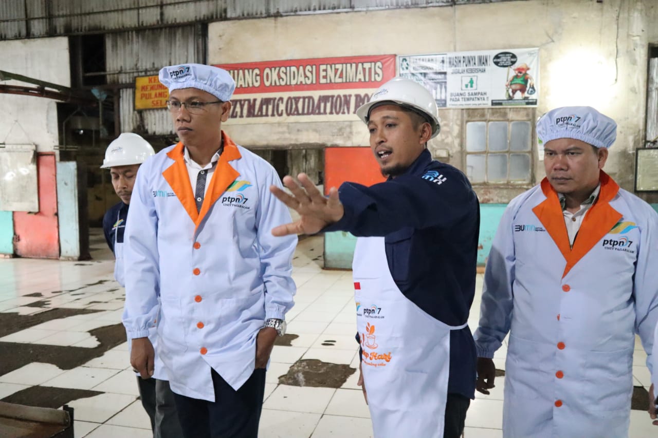 Top! PTPN VII Produksi 35 Ton Teh Terbaik per Hari.