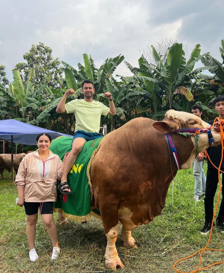 Sapi Jumbo Raffi Ahmad Siap Disembelih Besok, Begini Penampakannya