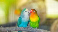 Berikut Ini Langkah-langkah Sederhana Untuk Menjadikan Lovebird Masteran yang Berkualitas