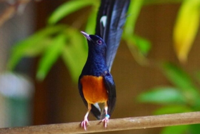 3 cara jitu atasi Murai Batu yang sakit dan suara serak