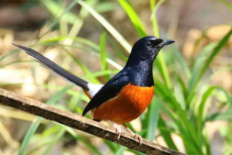 Ternyata ini rahasia Murai Batu juara kontes, hanya satu makanan ini 