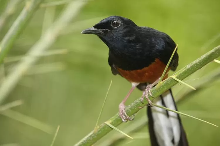 Tips atasi Murai Batu ngelowo hanya dengan 2 cara