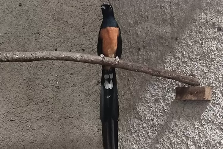 Cara Jitu atasi Murai Batu Over Birahi