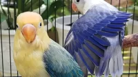 Sayur ini bikin Lovebird ngekek panjang selama 4 menit, ternyata bagian ini yang dikasih