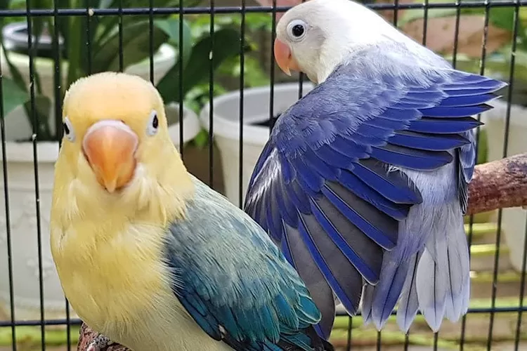 Sayur ini bikin Lovebird ngekek panjang selama 4 menit, ternyata bagian ini yang dikasih