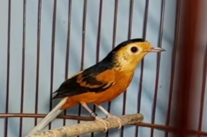 Wow! Murai Batu Zombie dijual seharga rumah mewah