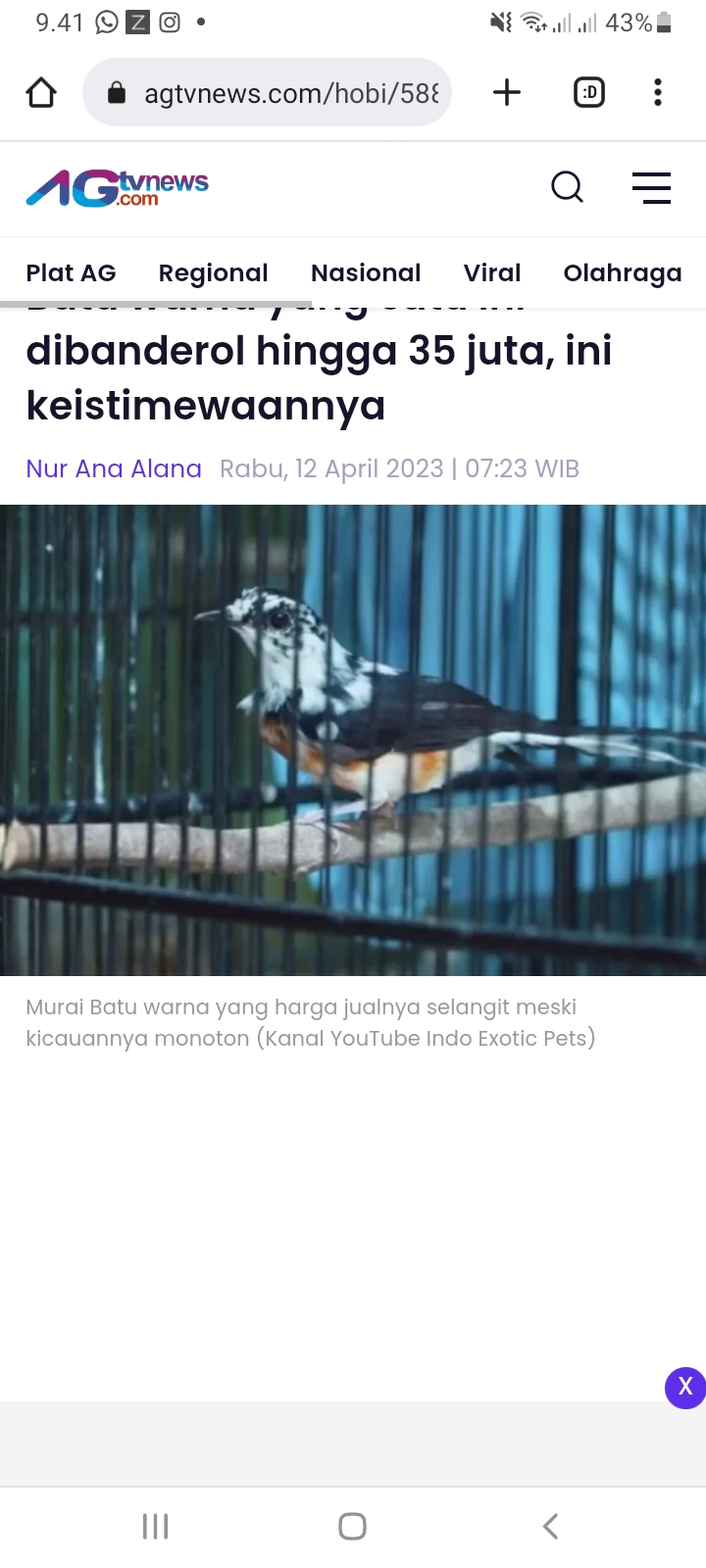 Murai Batu warna ini harganya mencapai 35 juta, ini keahliannya!