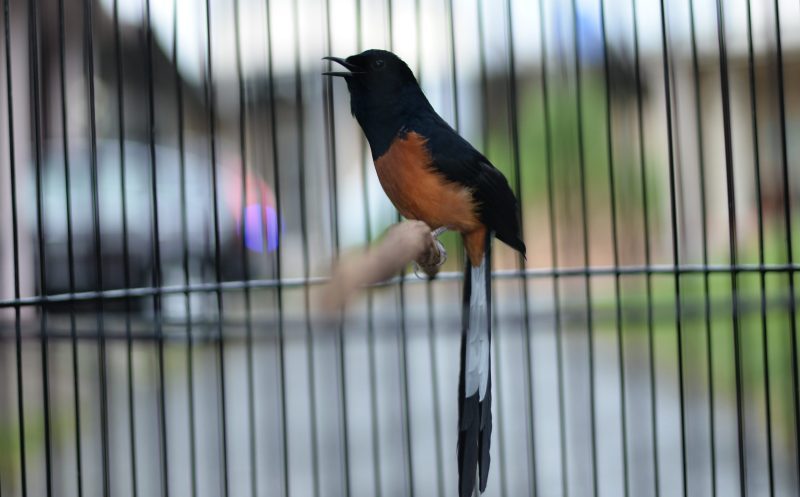 Dijamin Gacor Dor Lakukan Pemasteran Murai Batu di dua waktu ini