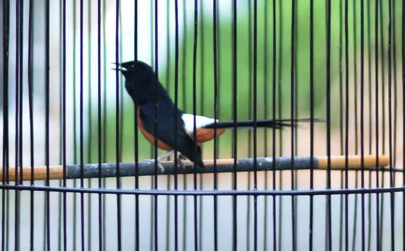 Yuk Simak! 12 pantangan dalam merawat Murai Batu 