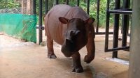 Mengulik Konservasi Badak Sumatera, Mulai dari Sulitnya Punya Anak Hingga Keterbatasan Fasilitas