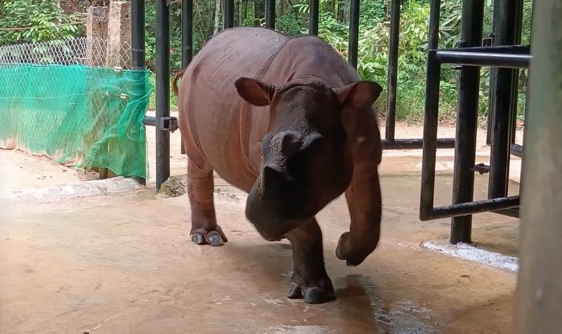 Mengulik Konservasi Badak Sumatera, Mulai dari Sulitnya Punya Anak Hingga Keterbatasan Fasilitas