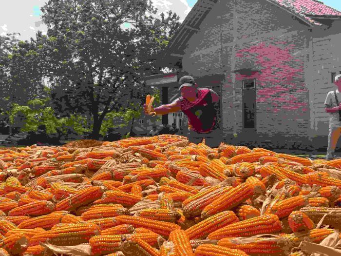 Petani Minta Pemerintah Segera Serap Jagung