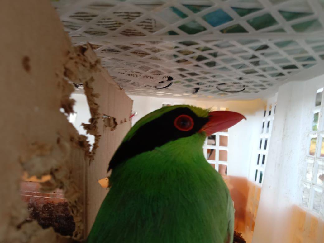Penyelundupan Burung Terulang, Barantin dan Flight Hentikan Bus di Bakauheni