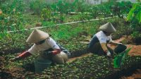 Astra Dukung Pemberdayaan Ekonomi Desa Petani Kopi Garut