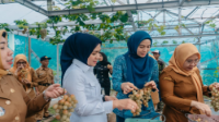 Panen Anggur dan Melon di PKK Agro Park, Ketua TP.PKK Provinsi Lampung Dorong Pemanfaatan Pekarangan Produktif