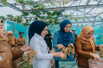 Panen Anggur dan Melon di PKK Agro Park, Ketua TP.PKK Provinsi Lampung Dorong Pemanfaatan Pekarangan Produktif