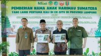Gubernur Mirza Kenalkan Anak Harimau Sumatera Bernama Puspa dan Muli Sikop di Taman Satwa Lembah Hijau, Minimnya Populasi Membuat Konservasi Satwa Liar Kian Mendesak