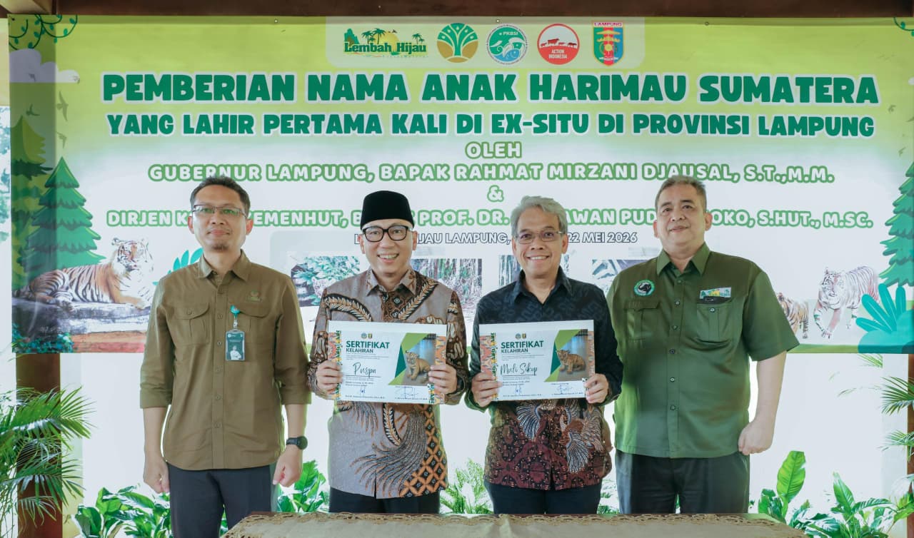 Gubernur Mirza Kenalkan Anak Harimau Sumatera Bernama Puspa dan Muli Sikop di Taman Satwa Lembah Hijau, Minimnya Populasi Membuat Konservasi Satwa Liar Kian Mendesak