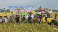 Wujudkan Swasembada Pangan, Kejari Lamtim, Gelar Panen Raya, bersama Petani Mitra Adhyaksa